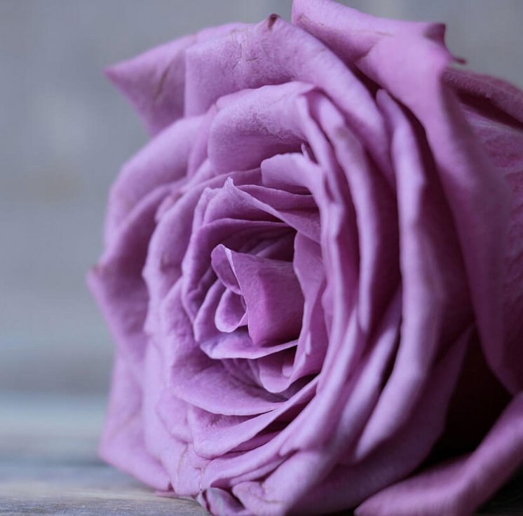 purple-rose