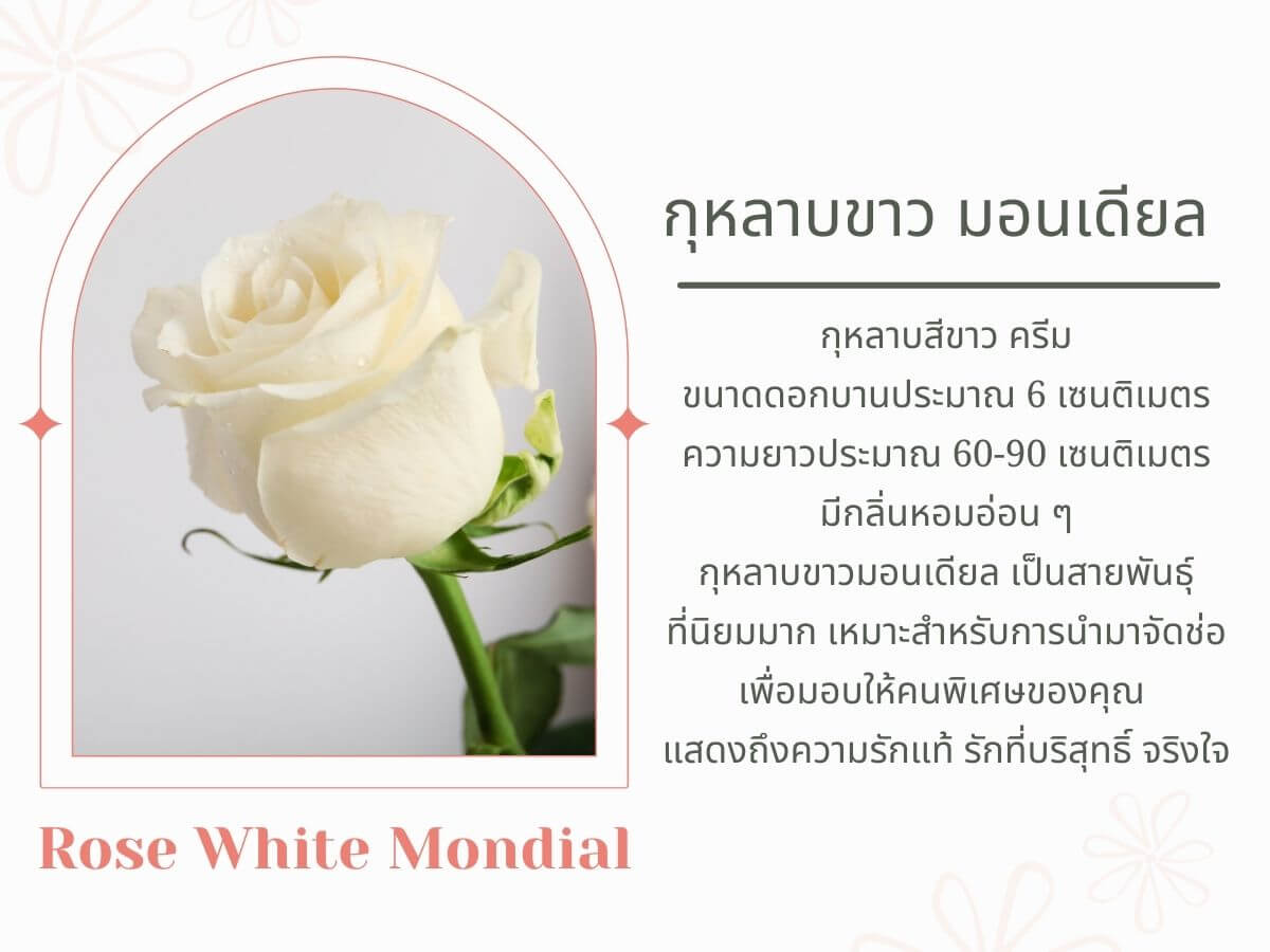 กุหลาบขาว มอนเดียล Rose White Mondial